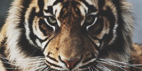 aubreejune's profile banner image
