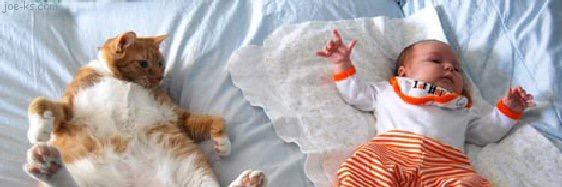KittyCatTwitt's profile banner image