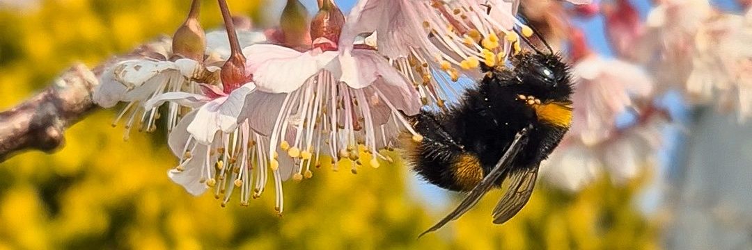 ʚEllexMayɞ 🍓🌱🐝 banner