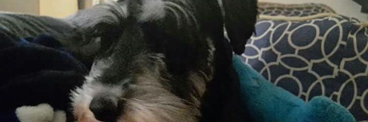 Deetee banner