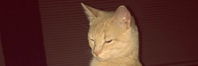 sgnuse's profile banner image