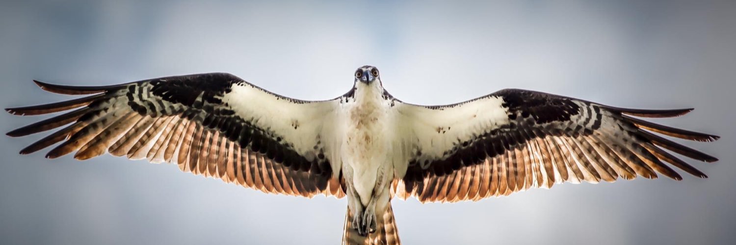 Ozawk the Bro banner