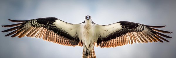 Ozawk Profile Banner