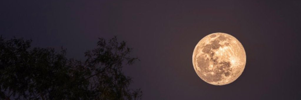 lizbtl's profile banner image