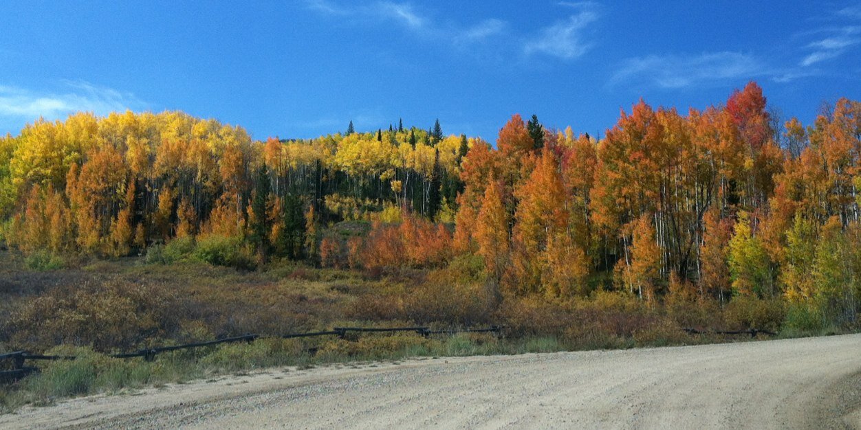 Lizzy Draper banner