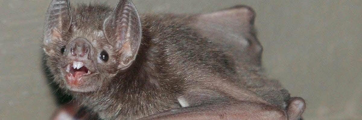 Bat_TransDoll's profile banner image