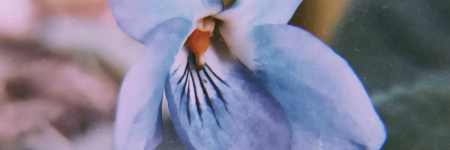 lulaborgo's profile banner image