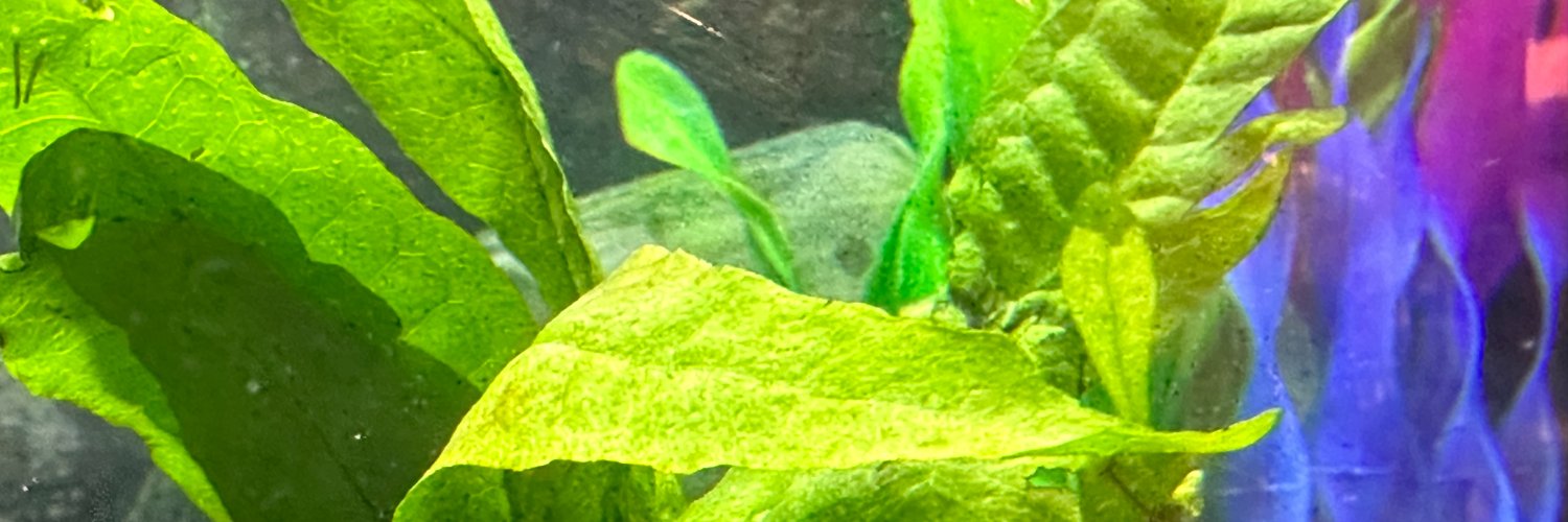 Bigmattdaddy ❓ banner