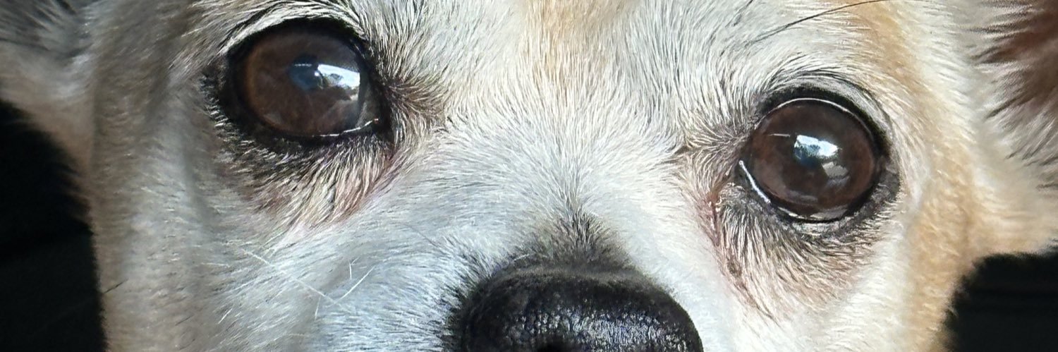 yalidleilani's profile banner image