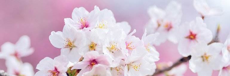_Chusii's profile banner image