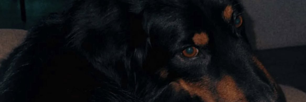 annavoncannon's profile banner image