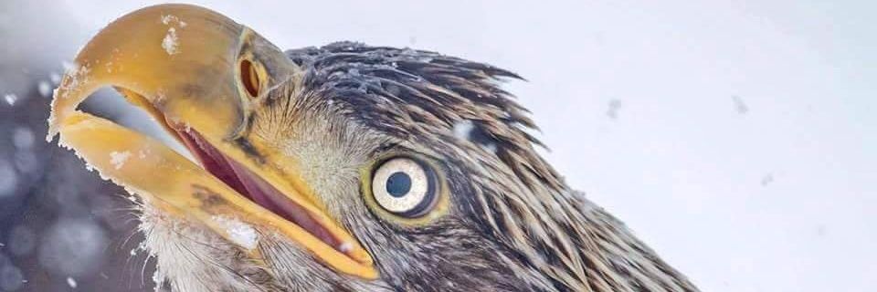 Beşiktaş JK 𝓑𝓸𝓰̆𝓪𝔃ı𝓷 𝓔𝓯𝓮𝓷𝓭𝓲𝓼𝓲 🦅 banner