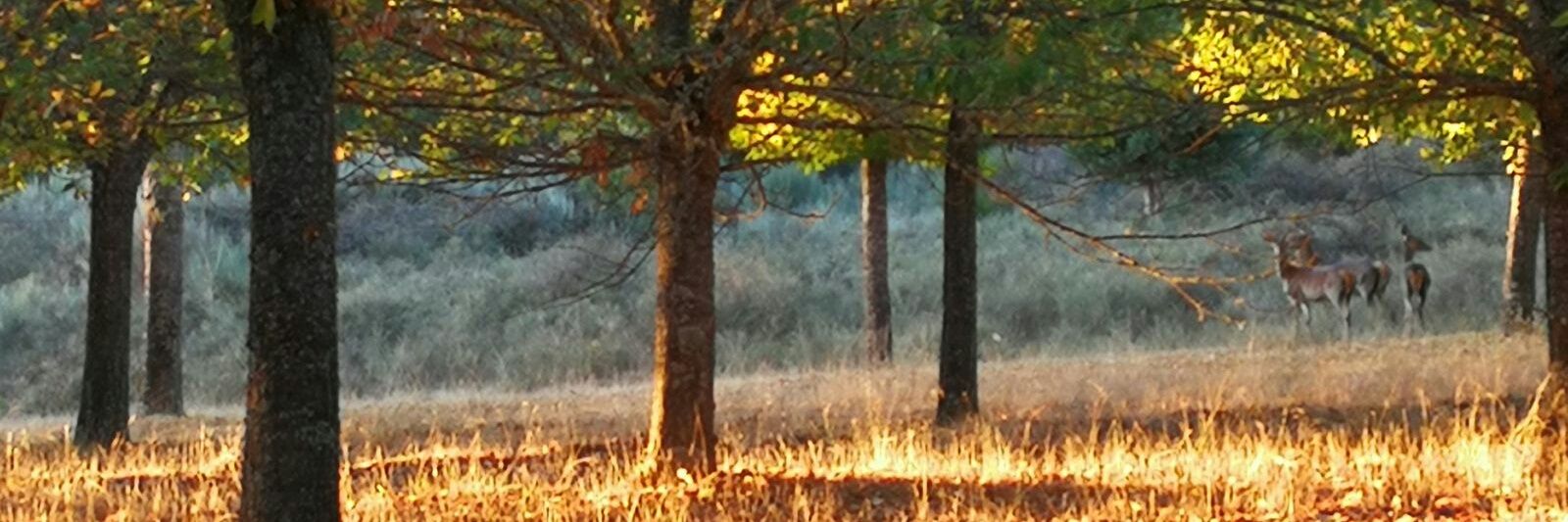 Laaurini's profile banner image
