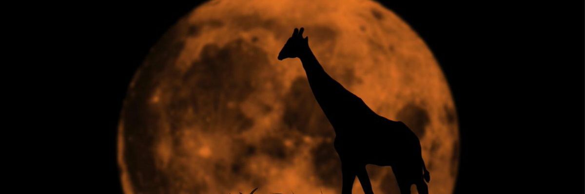 ManelFer3's profile banner image