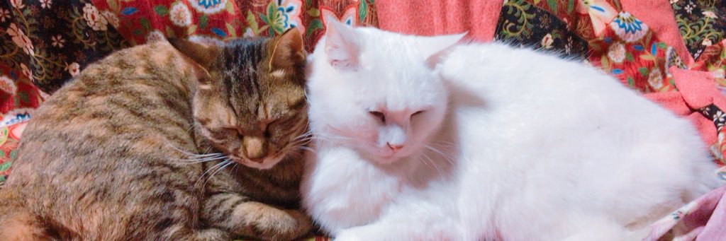 nyaaaa1007's profile banner image