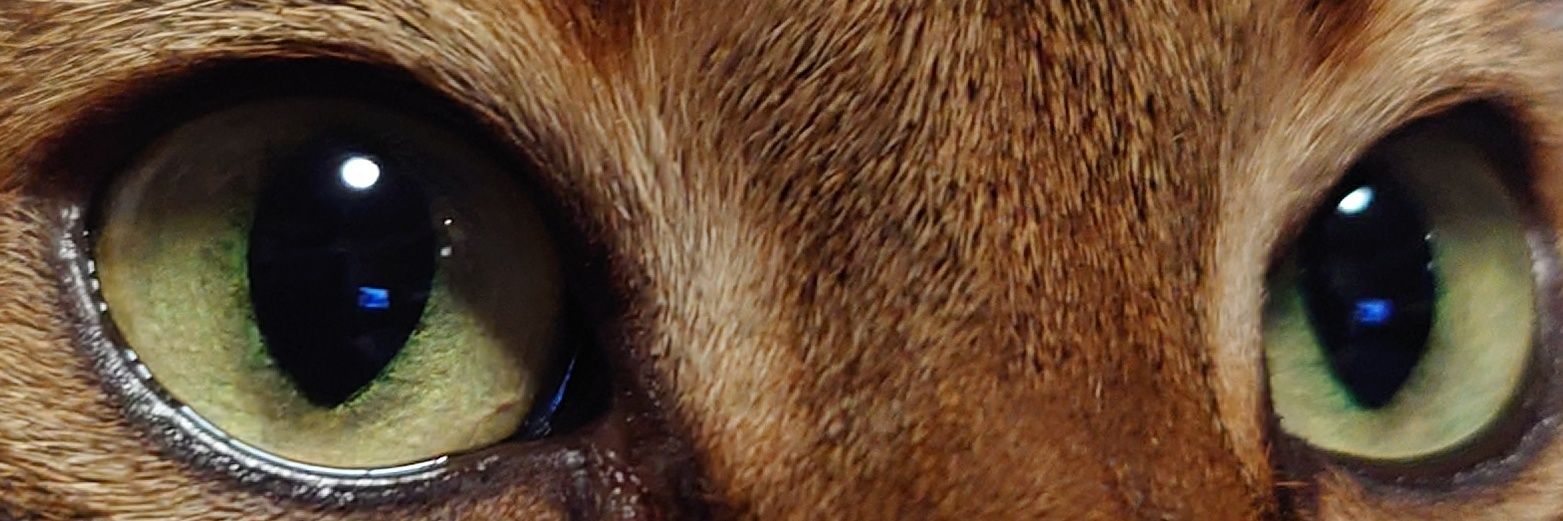 sheryl7465's profile banner image