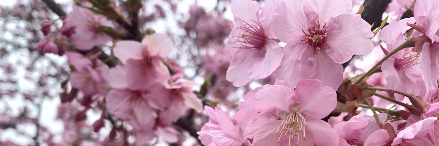 kata_risa's profile banner image