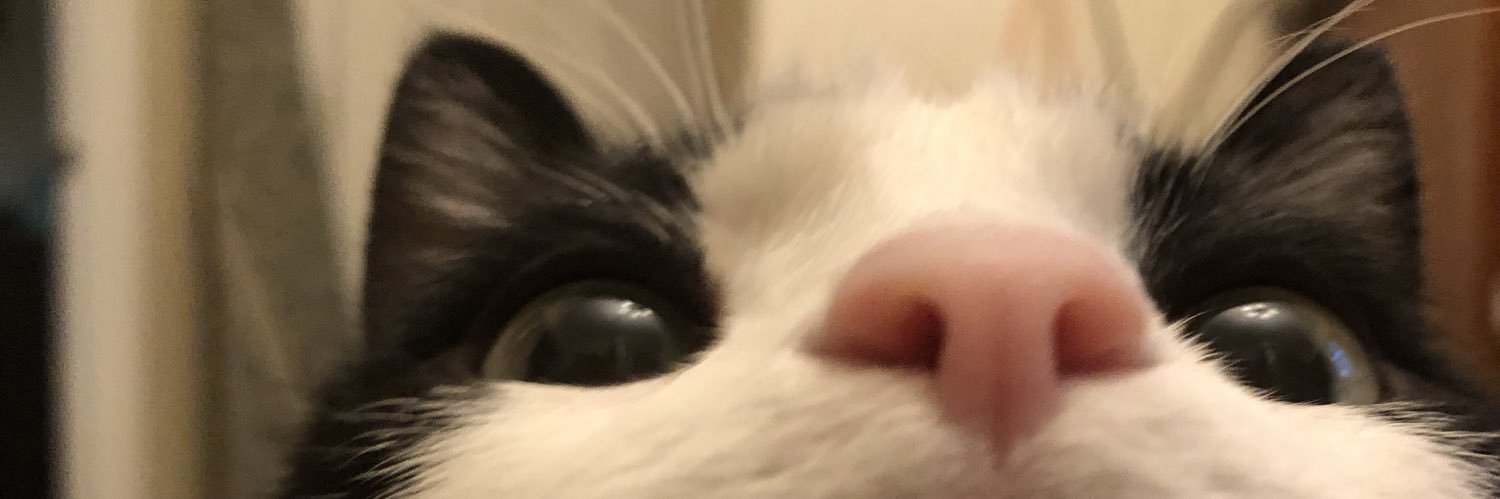 AisforAngela's profile banner image