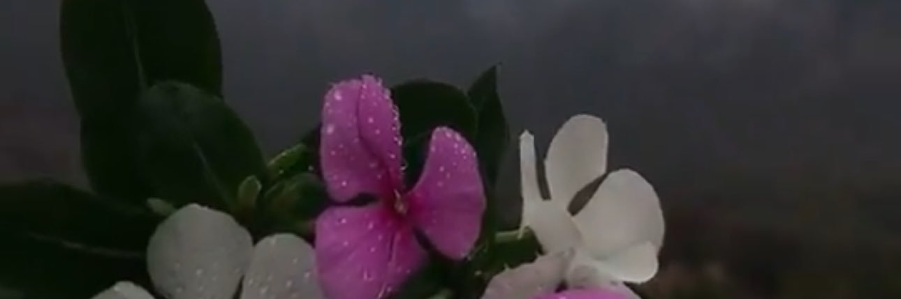 mt_mt_66's profile banner image