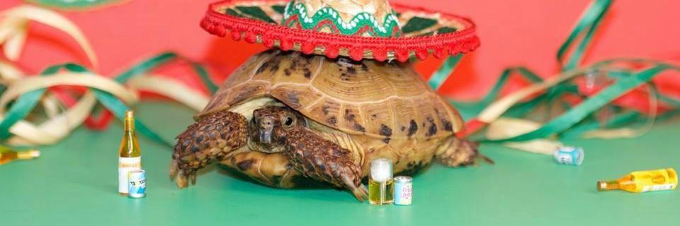NeilTheTortoise's profile banner image