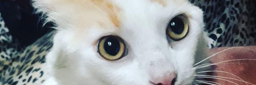 KevenJss's profile banner image