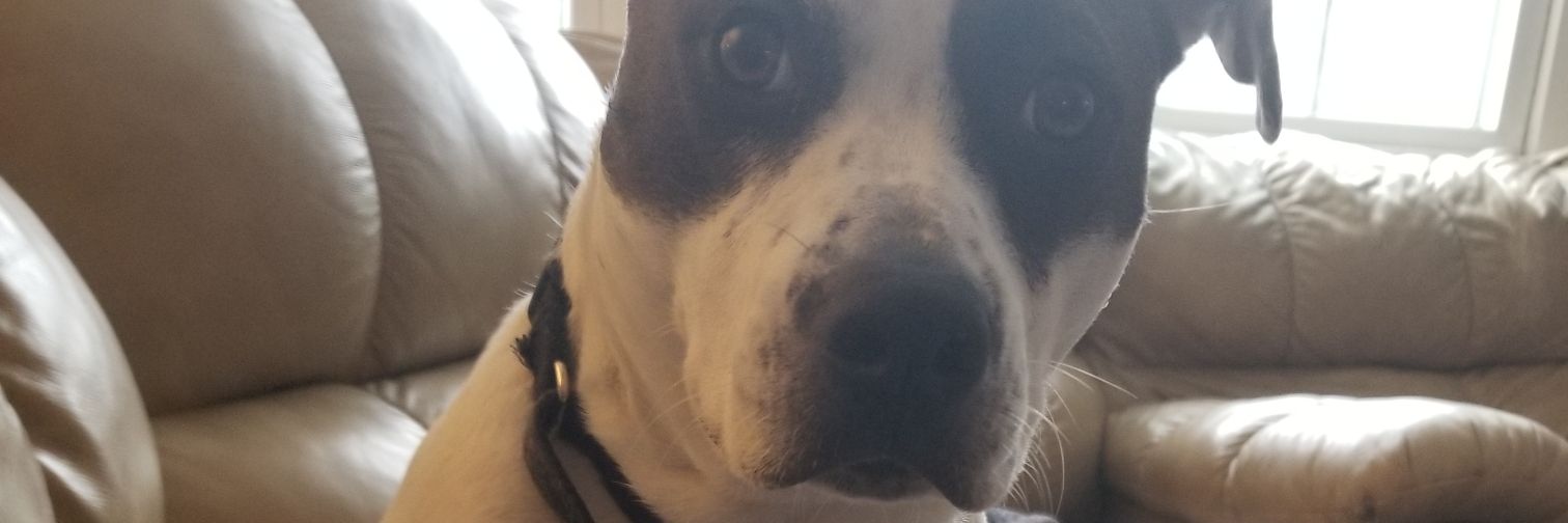 sppenque's profile banner image