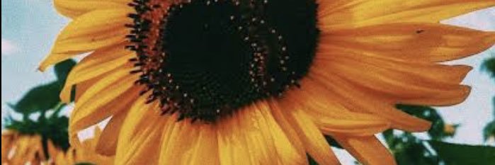 DiPaula23's profile banner image