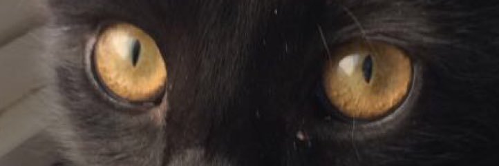 TheMilanosaurus's profile banner image