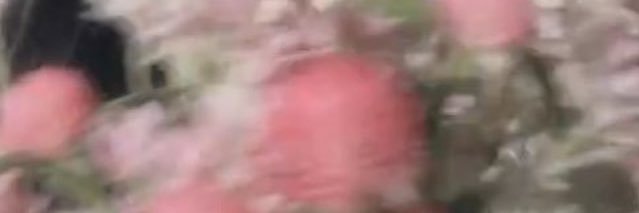 NOAmanato's profile banner image