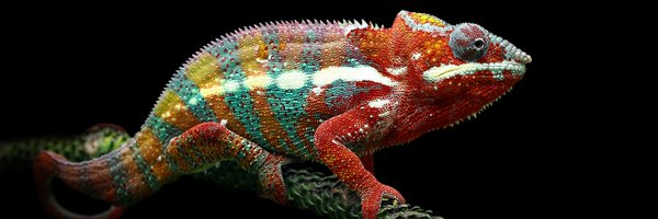 NCCRbioinspired Profile Banner