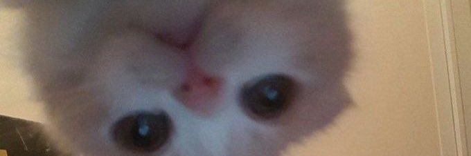 🐾 banner