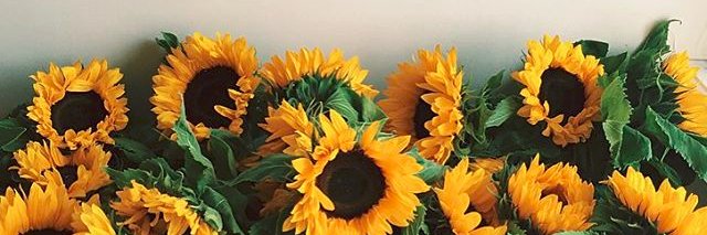 EmilyHiggins's profile banner image