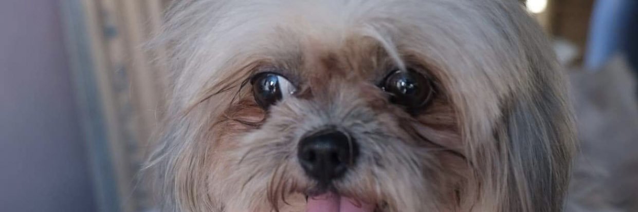 anneremedio's profile banner image