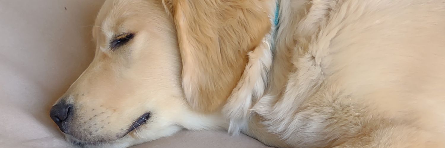 JLaFrenchy's profile banner image