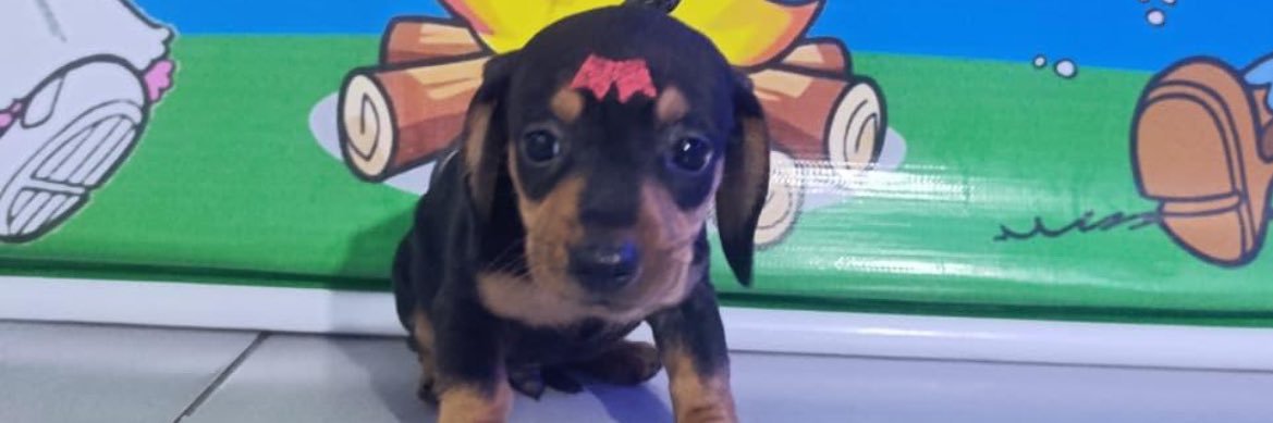 FlorescaBella's profile banner image