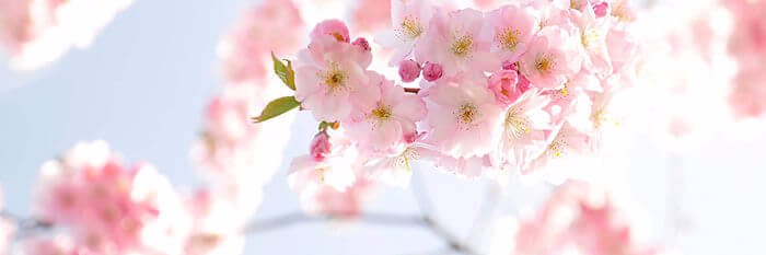 MaedaYutaka_'s profile banner image