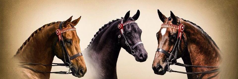 teamlangman's profile banner image