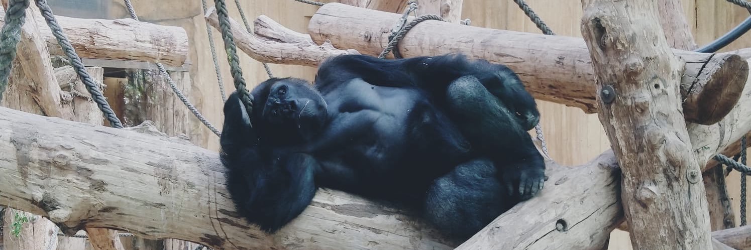 Rollercoaster banner