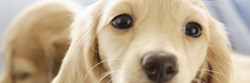 canismarriti's profile banner image