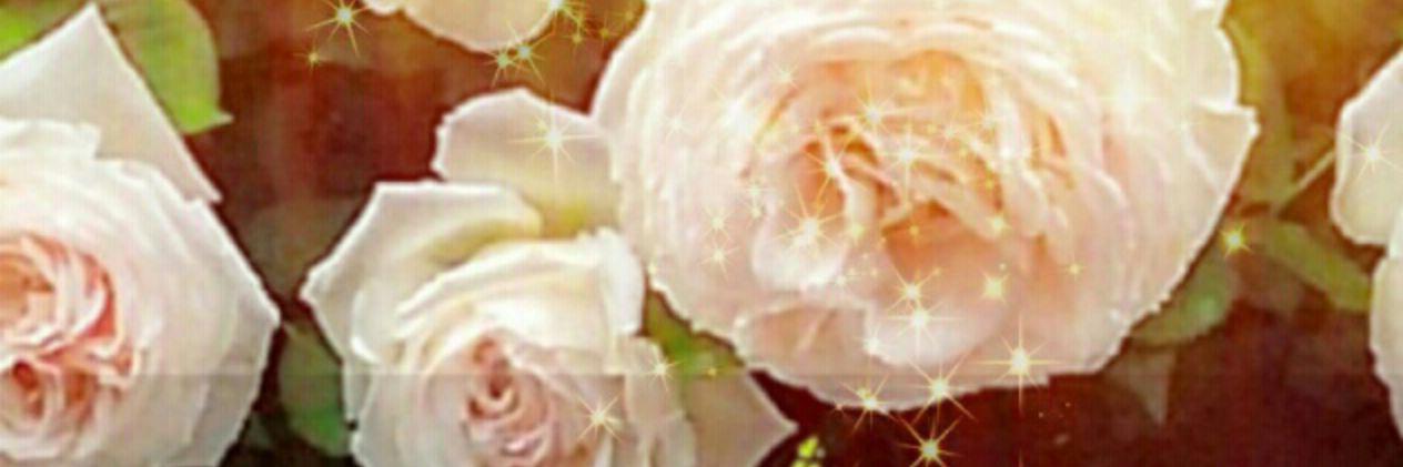 iriko12's profile banner image