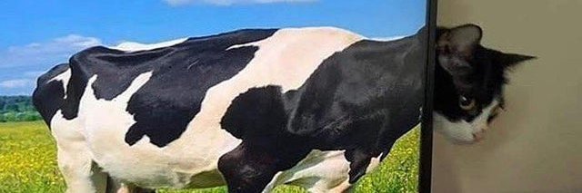 booleana banner