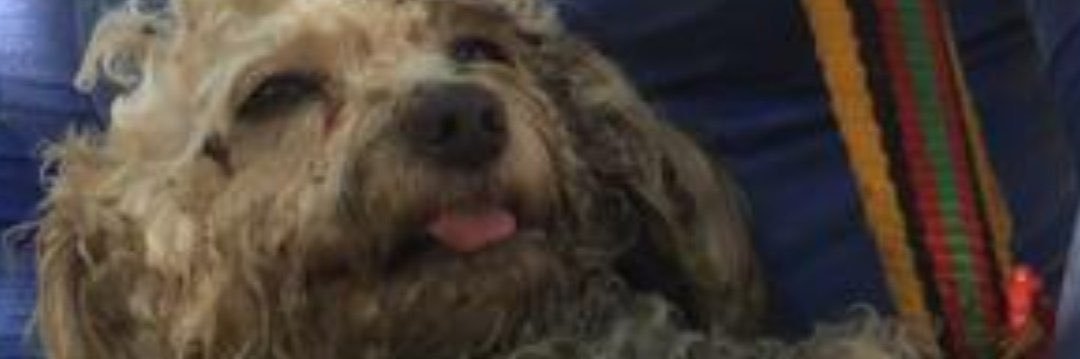paupoops's profile banner image