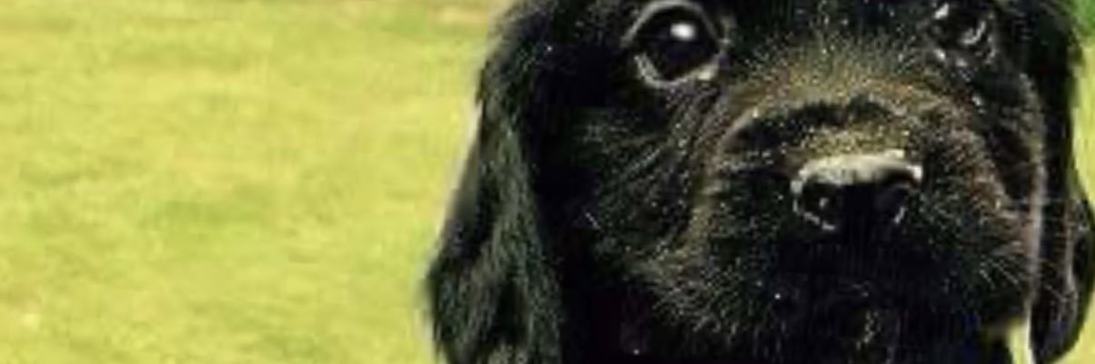corbernator's profile banner image