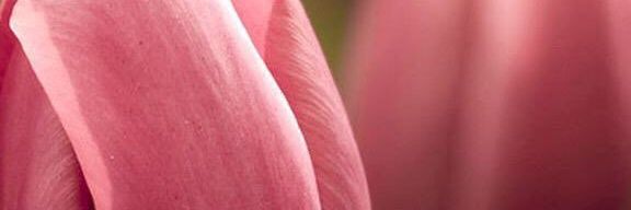 Reema0945's profile banner image
