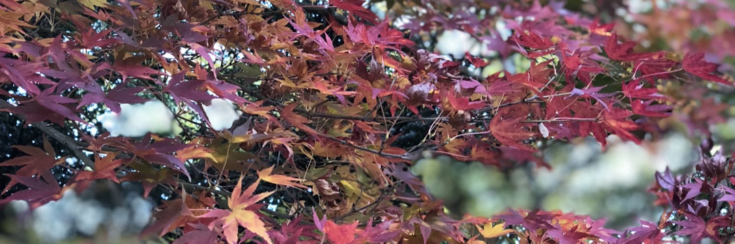 kozo_zono's profile banner image
