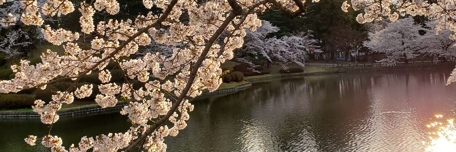 diskwomen's profile banner image