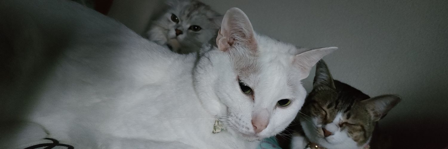 みかん🍊(元杏)ฅ❅*॰ॱ☪︎ banner