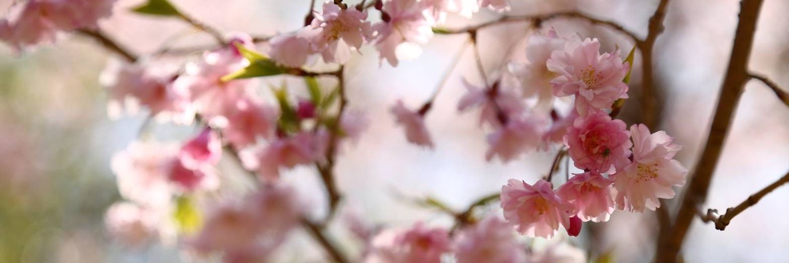 cherry_zukin's profile banner image