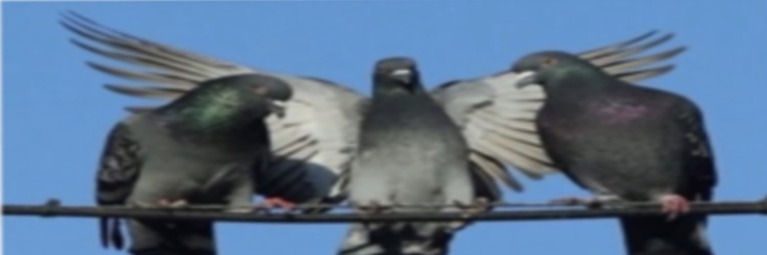 toomuchsash's profile banner image