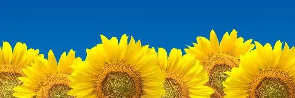 lukystar101's profile banner image